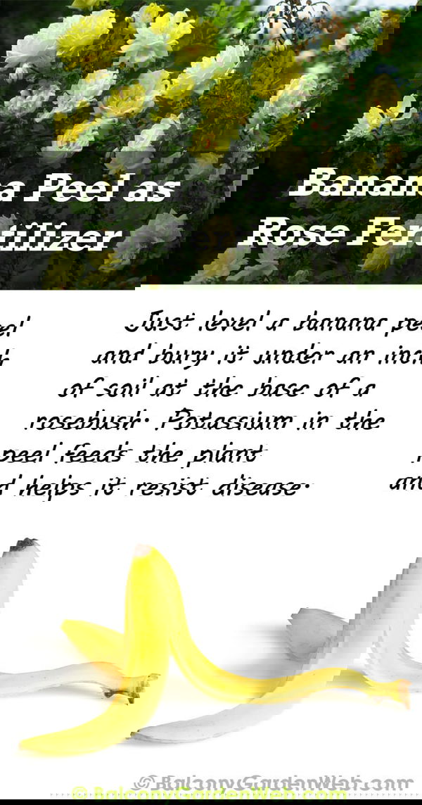 banana peel as rose fertilizer_mini