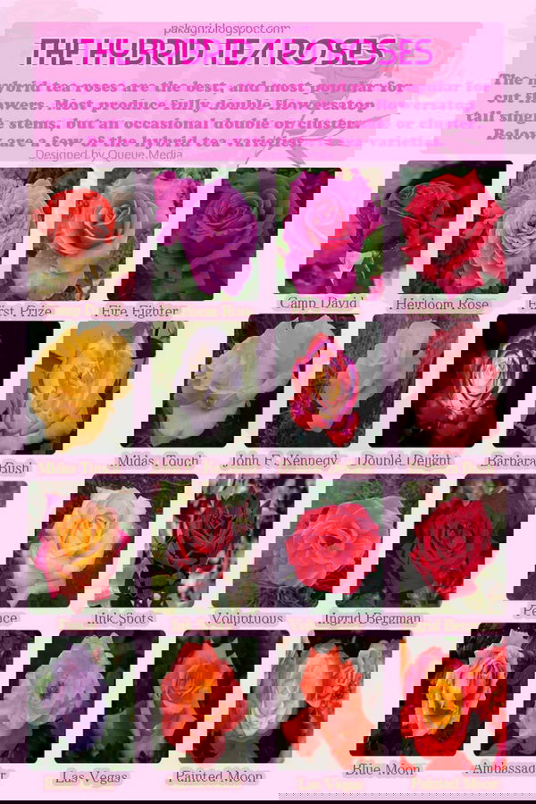 Best hybrid tea rose varieties.