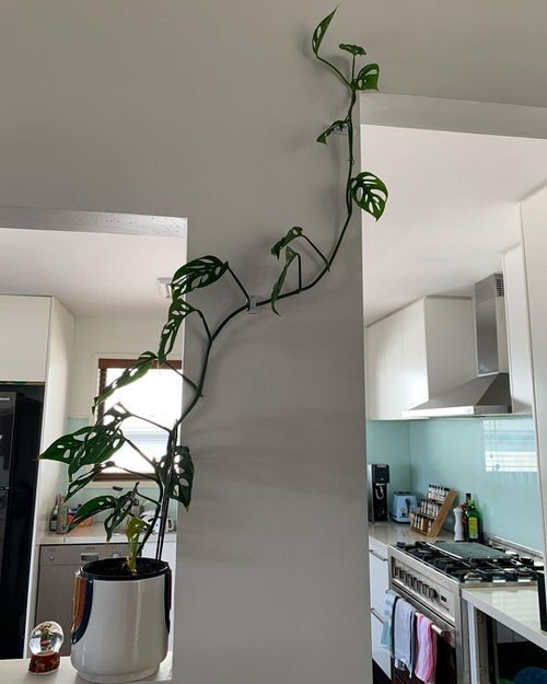 Indoor Climbers Pictures 9