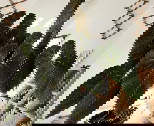 Fanciest Anthuriums 20