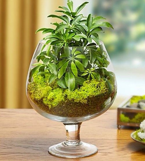 Wine Glass Terrariums 5