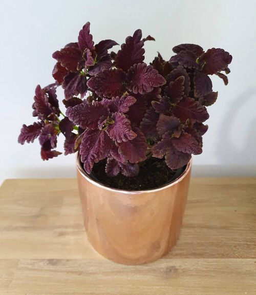 Indoor Coleus Pictures 24