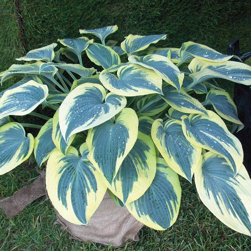 Types of Hostas 10