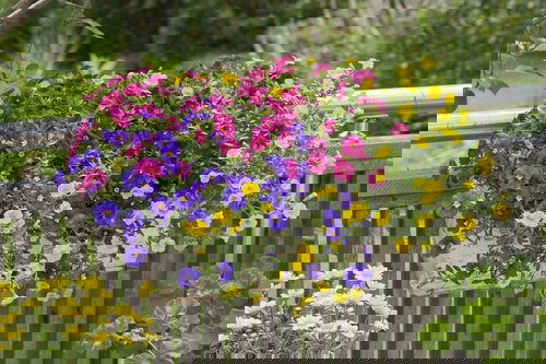 Best Flowers for Balcony Garden 3