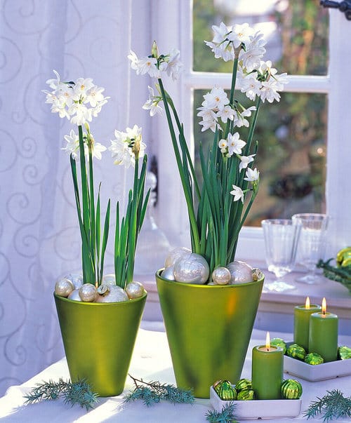 Pictures of Indoor Plants in Metallic Planters 4