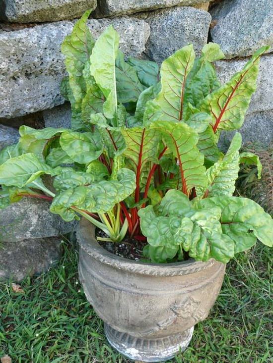 How to Grow a Smoothie Garden 4