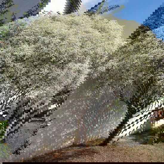 Bushes with White Flowers 4