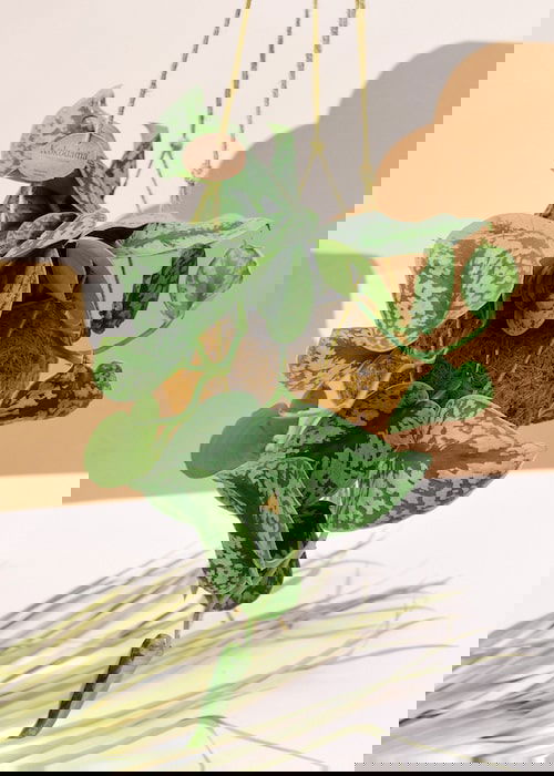 Silver Satin Pothos Pictures 4