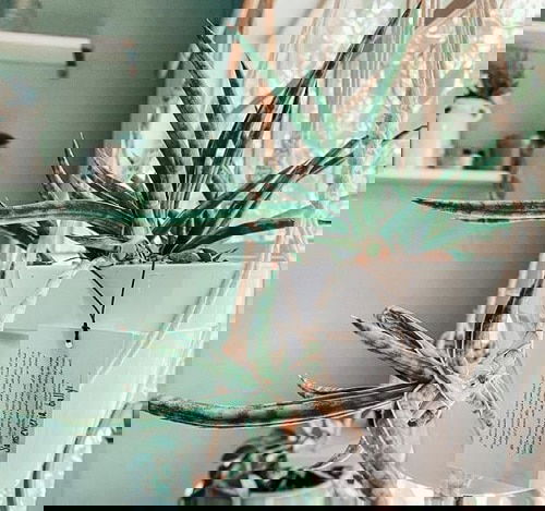 Best Cascading Succulents 2