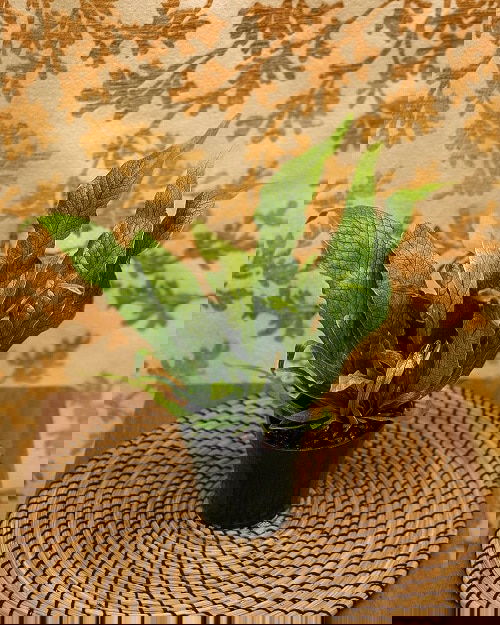 Most Exotic Ferns 15