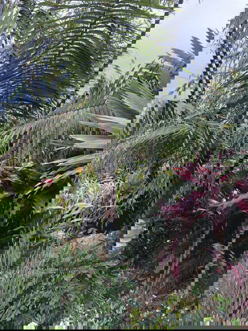 Types of Palm Plants 32