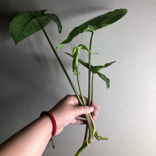 Indoor Plants you can Grow from Cuttings 9