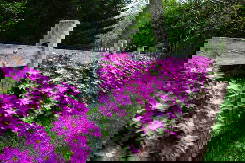 Beautiful Ideas with Clematis in the Garden 2