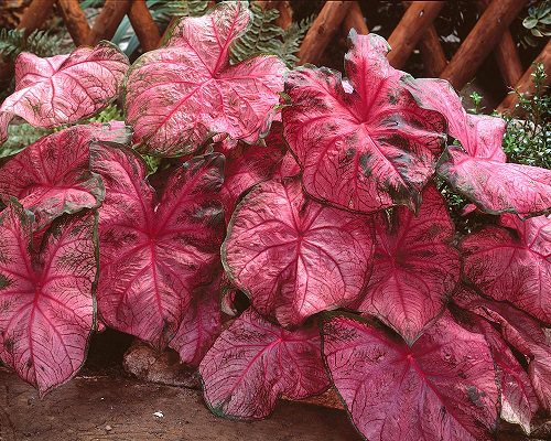 Big Leaf Outdoor Plants 7