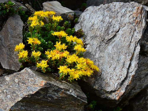 Types of Sedum Varieties 33