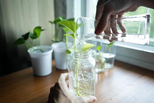 DIY Desktop Water Garden Ideas 4