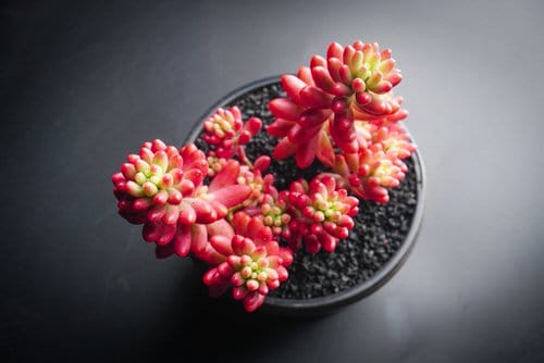 Types of Sedum Varieties 35