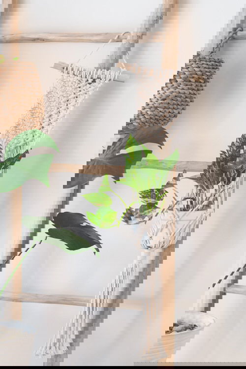 Plants to Grow in Macramé Plant Hangers 2