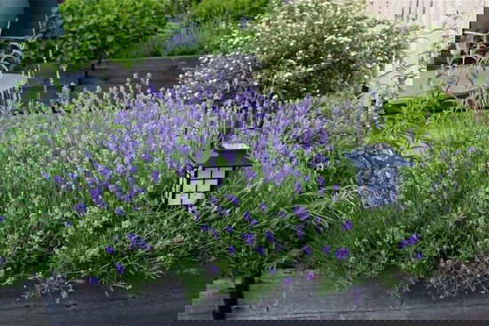 Clever Ways To Use Spices In The Garden 9