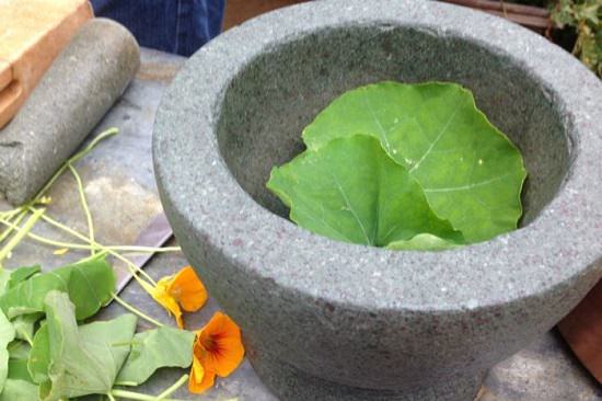 Reasons to Grow Nasturtium in the Garden 2