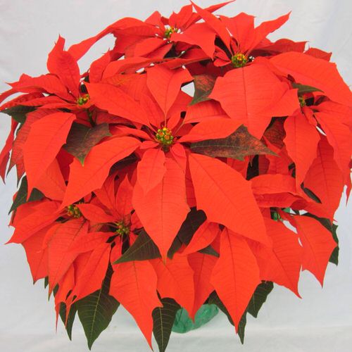 Types of Poinsettias 12