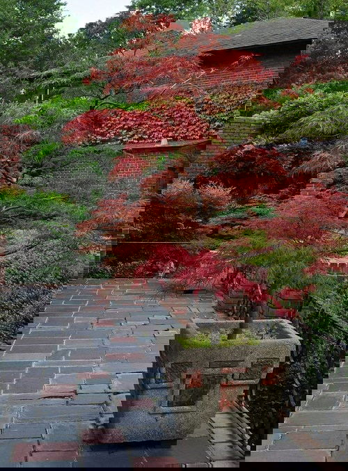 How to Grow a Japanese Maple Tree in a Pot 11