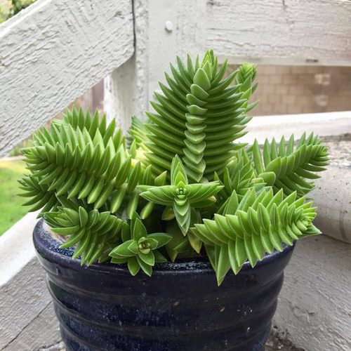 Succulents that Change Color 3