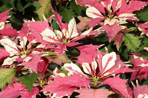 Types of Poinsettias 4