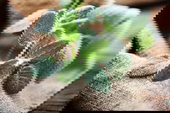 List of Cooking Herbs that you never knew