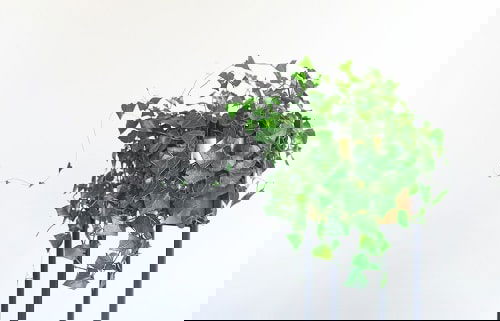 Houseplant Planting Guide 12