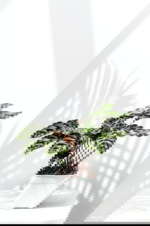 Houseplant Planting Guide 3