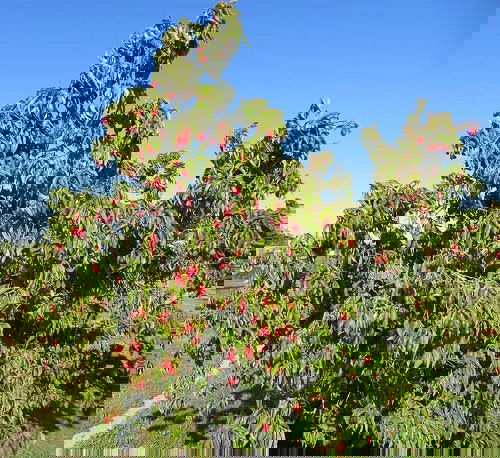 Best Cold Tolerant Fruit Trees 44