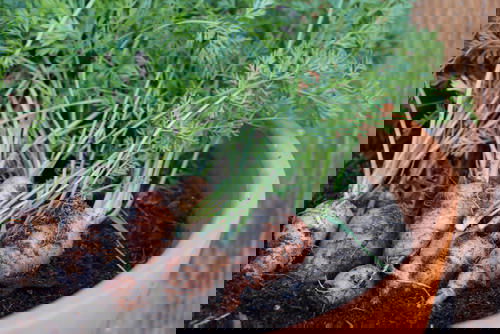 Things to Grow for Tastiest Burger Ever 9