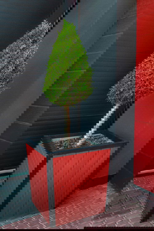 Best Entrance Plants Pictures 44