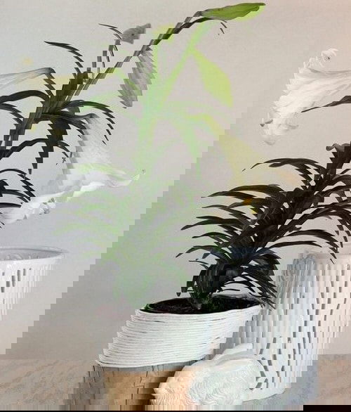 DIY Houseplant Pots Ideas and Makeover 7