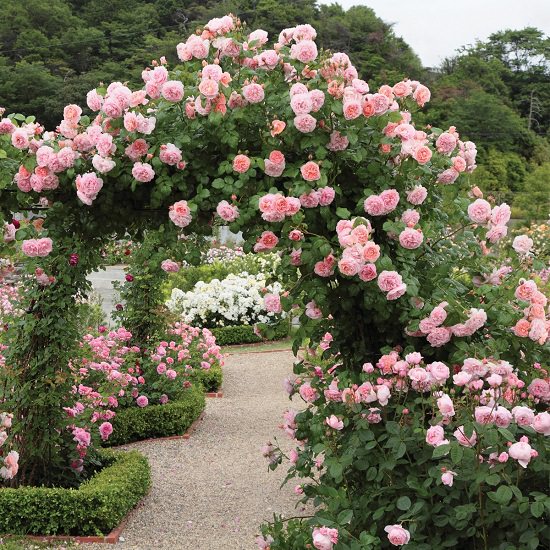 Best Thornless Roses 14