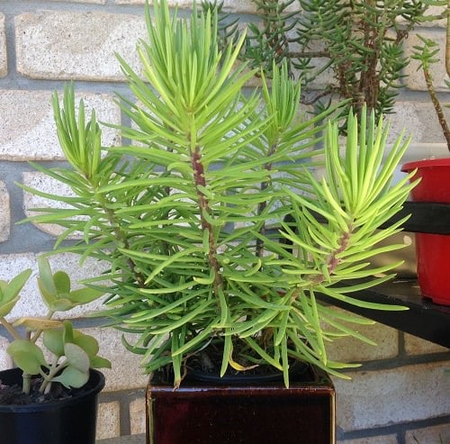 Best Senecio Varieties 5