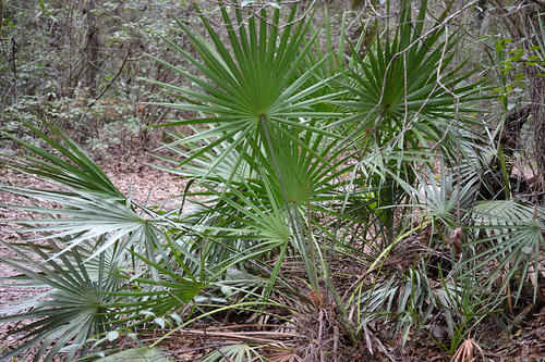 Types of Palm Plants 31