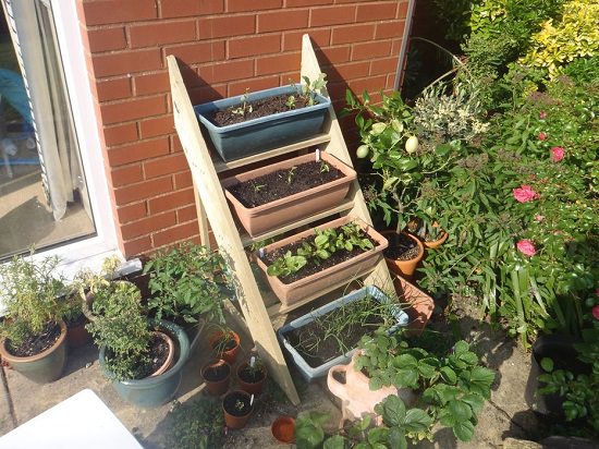 Ladder Plant Stand