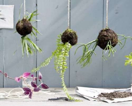 Unique DIY Kokedama Ball Ideas 6