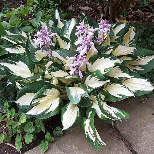 Types of Hostas 15