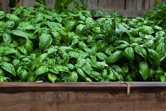 Clever Ways To Use Spices In The Garden 8