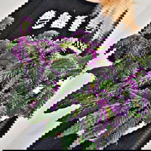 Houseplants for Girls Room 12