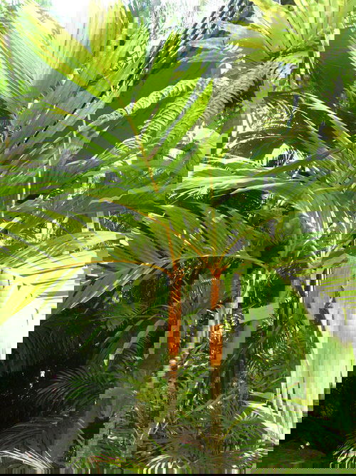 Types of Palm Plants 29