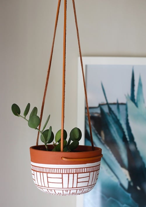 Indoor Plants you can Grow from Cuttings 15