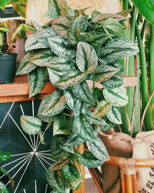 Silver Satin Pothos Pictures 5