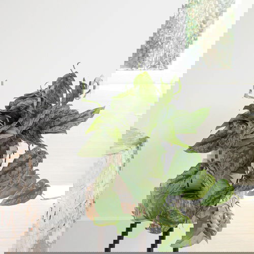 Silver Satin Pothos Pictures 3