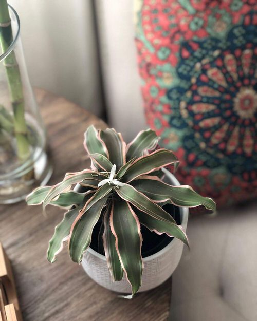 The Most Fascinating It Plants of 3