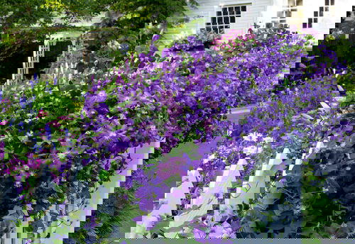 Beautiful Ideas with Clematis in the Garden 9