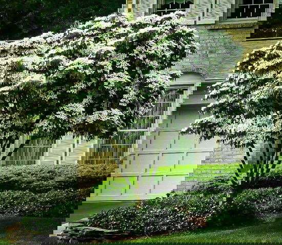 Dwarf Ornamental Trees 8